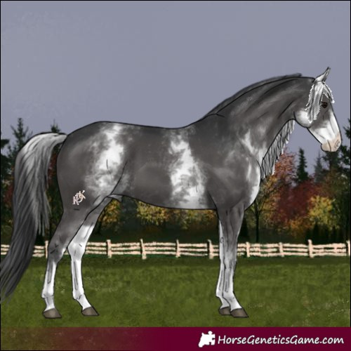 Horse Color:White Spotted Black 