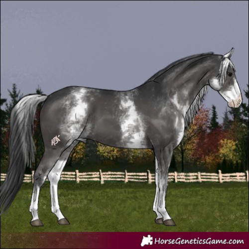 Horse Color:White Spotted Black 
