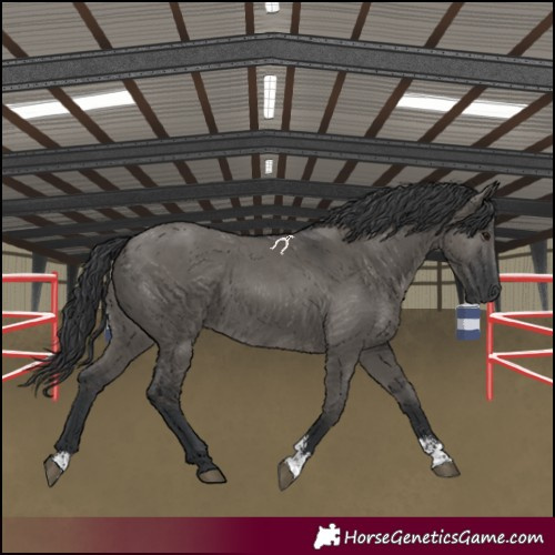 Horse Color:Grullo Sabino 