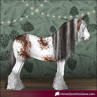 Horse Color:Gray White Spotted Bay 