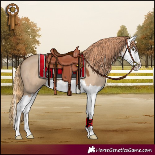 Horse Color:White Spotted Red Dun Splash 
