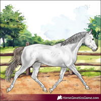 Horse Color:Gray White Spotted Liver Chestnut Sabino Appaloosa 