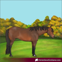 Horse Color:Bay 