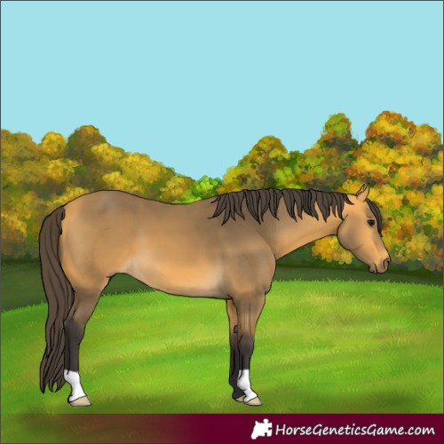Horse Color:Buckskin