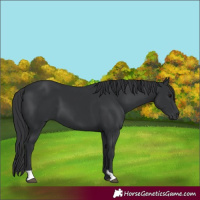 Horse Color:Black 