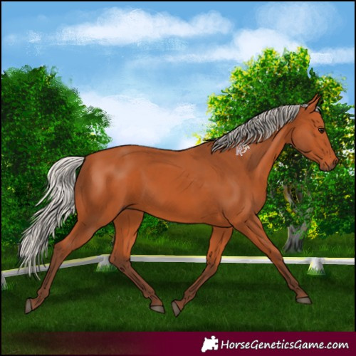 Horse Color:Silver Bay 