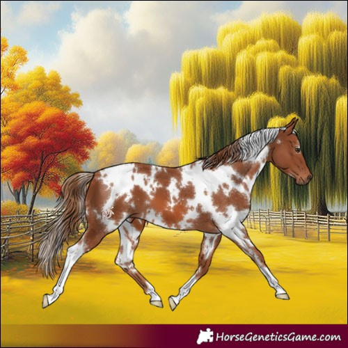 Horse Color:White Spotted Chestnut 