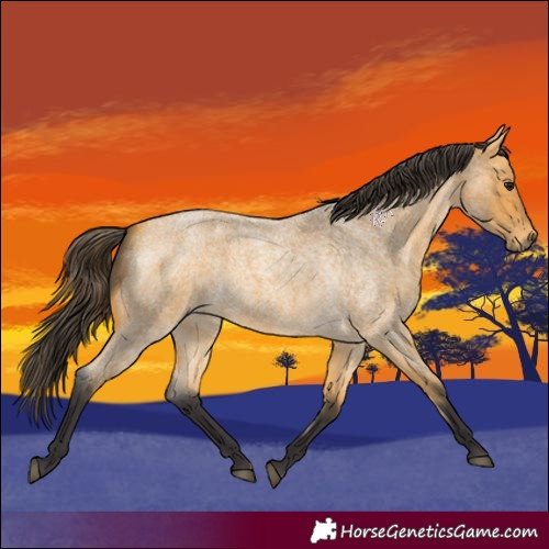 Horse Color:Buckskin Roan 