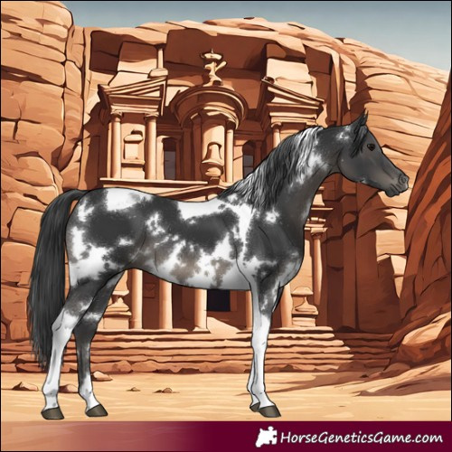 Horse Color:White Spotted Black Tobiano 