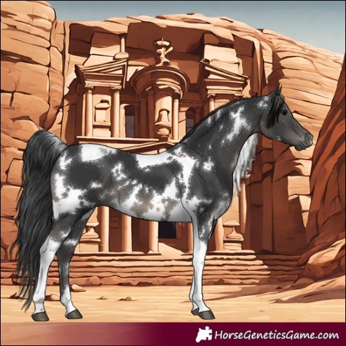 Horse Color:White Spotted Black Tobiano 