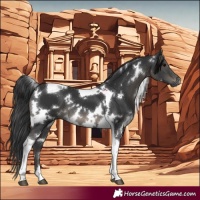 Horse Color:White Spotted Black Tobiano 