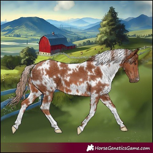 Horse Color:White Spotted Chestnut 