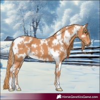 Horse Color:White Spotted Chestnut