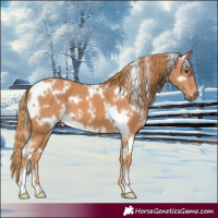 Horse Color:White Spotted Chestnut 