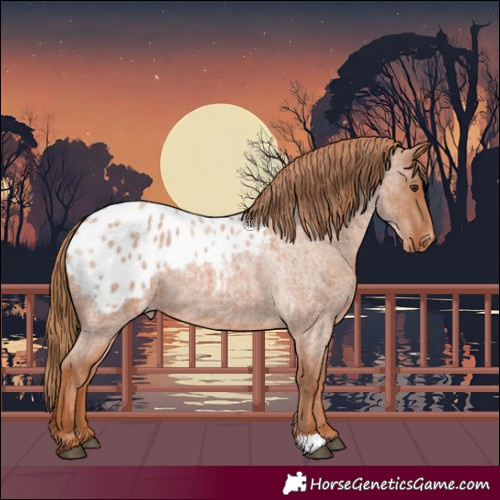 Horse Color:Red Roan Appaloosa 