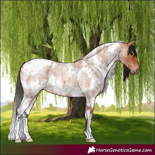 Horse Color:White Spotted Bay Roan 
