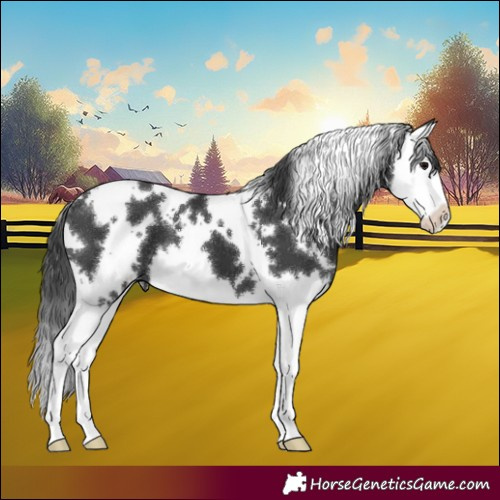 Horse Color:White Spotted Black Splash 