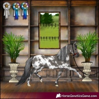 Horse Color:White Spotted Grullo