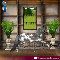 Horse Color:White Spotted Grullo