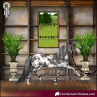 Horse Color:White Spotted Grullo