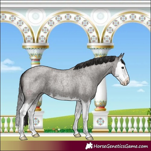 Horse Color:Smoky Grullo Roan Splash 