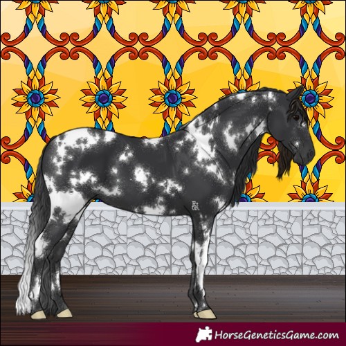 Horse Color:White Spotted Black 