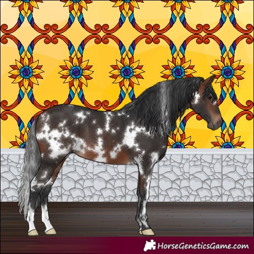 Horse Color:White Spotted Brown 