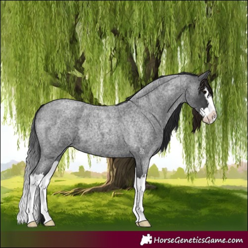 Horse Color:Blue Roan Splash 