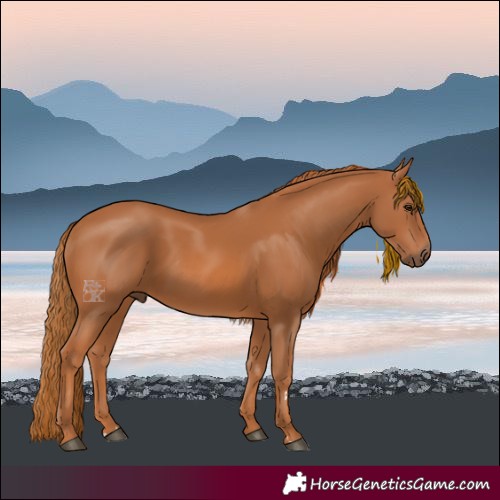 Horse Color:Chestnut 