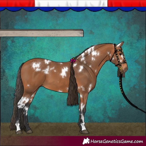 Horse Color:White Spotted Bay 