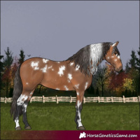 Horse Color:White Spotted Bay 