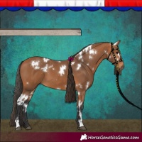 Horse Color:White Spotted Bay