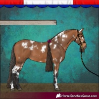 Horse Color:White Spotted Bay
