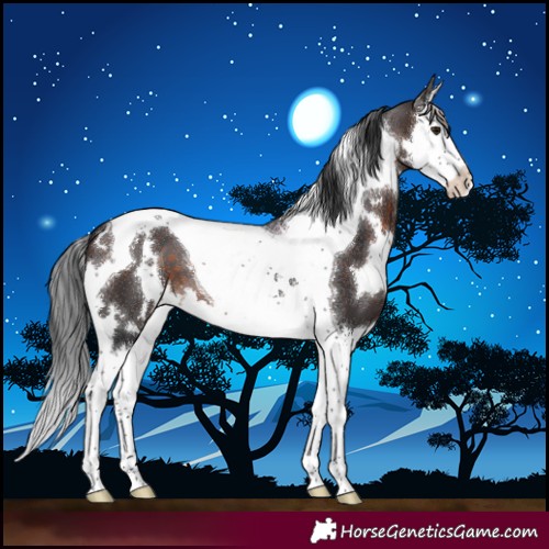 Horse Color:White Spotted Brown Splash Tobiano 