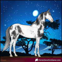 Horse Color:White Spotted Brown Splash Tobiano 
