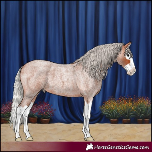 Horse Color:Silver Bay Roan Splash 