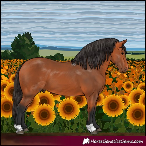 Horse Color:Bay 