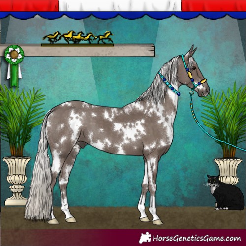 Horse Color:White Spotted Silver Black 
