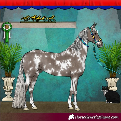 Horse Color:White Spotted Silver Black 