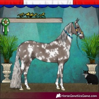 Horse Color:White Spotted Silver Black