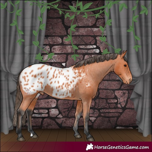 Horse Color:Bay Appaloosa 