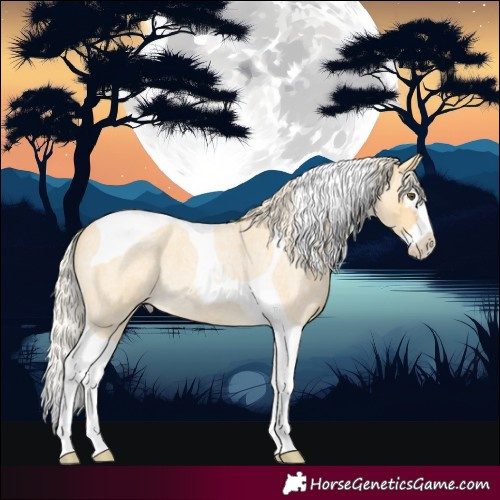 Horse Color:Palomino Roan Dun Splash Tobiano 