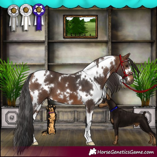 Horse Color:White Spotted Brown 