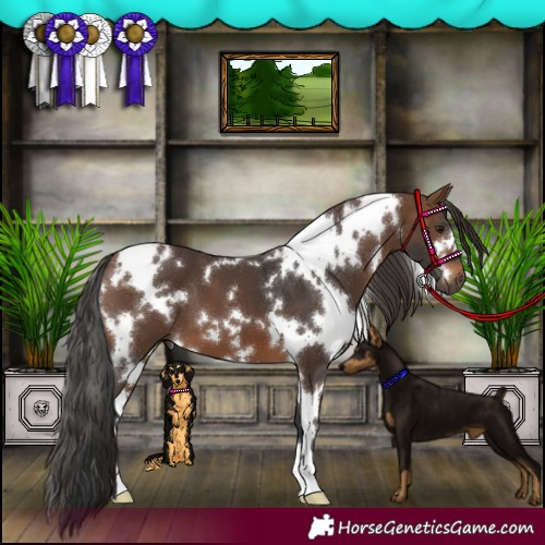 Horse Color:White Spotted Brown 