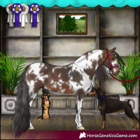 Horse Color:White Spotted Brown 
