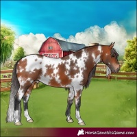 Horse Color:White Spotted Bay