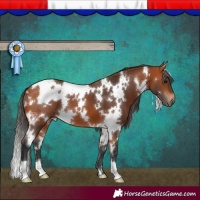 Horse Color:White Spotted Bay