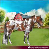 Horse Color:White Spotted Bay 
