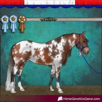 Horse Color:White Spotted Bay 