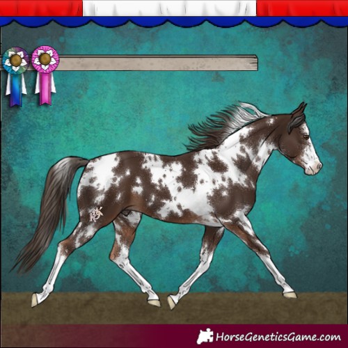 Horse Color:White Spotted Liver Chestnut 